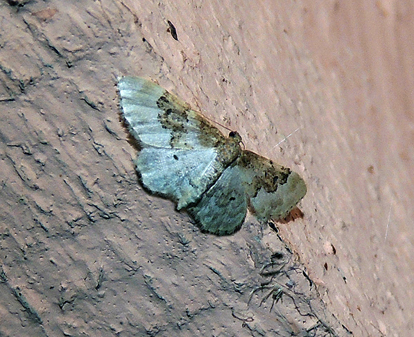 Idaea rusticata - Geometridae